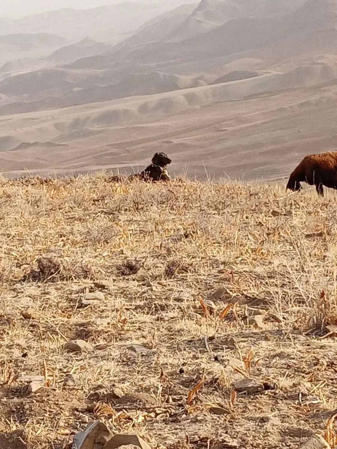 سگ گله ای|سگ|سرولایت, |دیوار