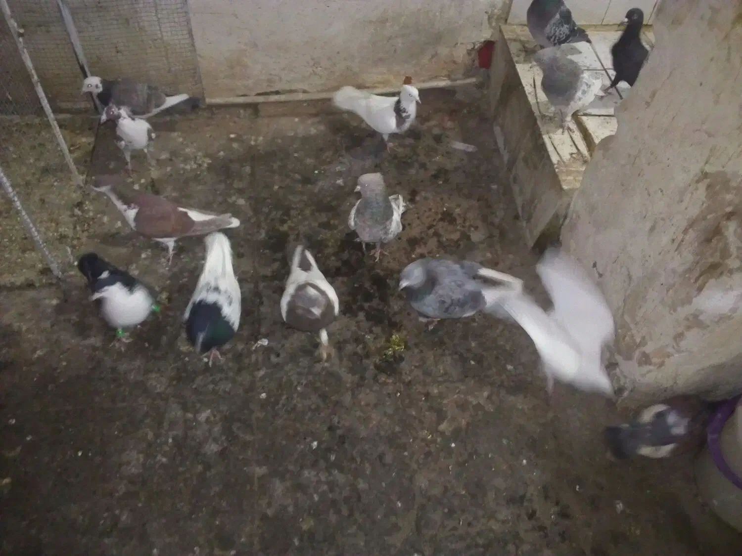 13تا کفتر|پرنده|مشهد, آبکوه|دیوار