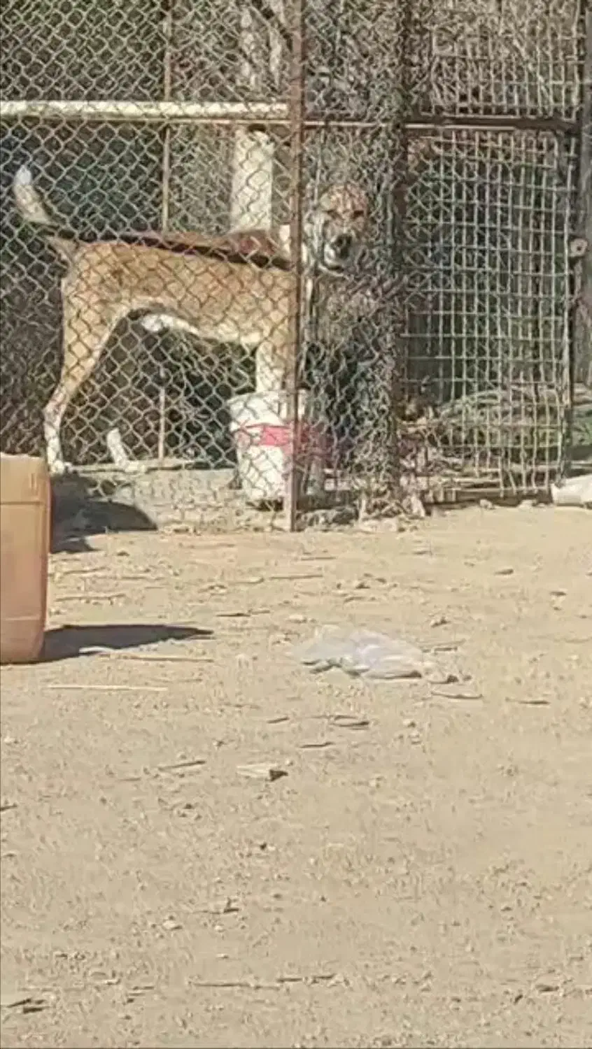 سگ نگهبان عالی میکس افغان و خراسان|سگ|کرج, کیانمهر|دیوار