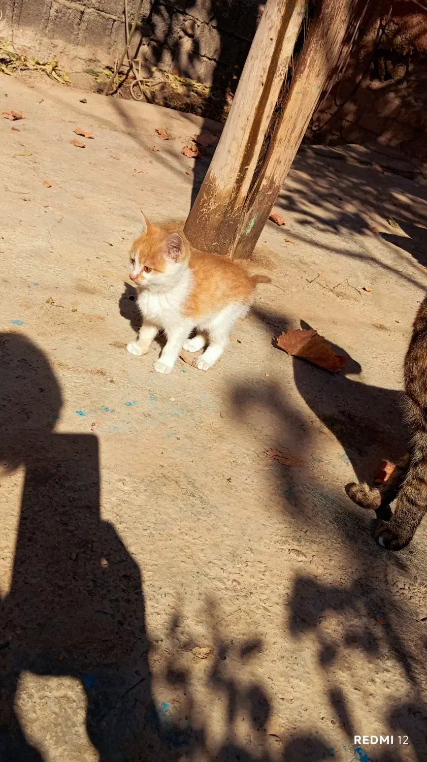 گربه ملوس ناز|گربه|مشهد, آبکوه|دیوار