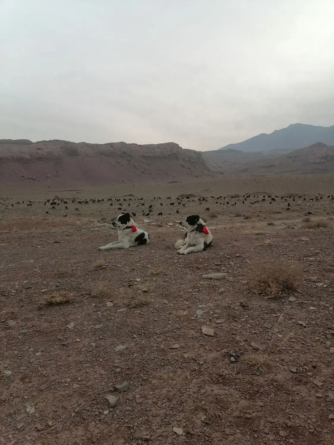 گله گرد و همه چی تمام|سگ|سلفچگان, |دیوار