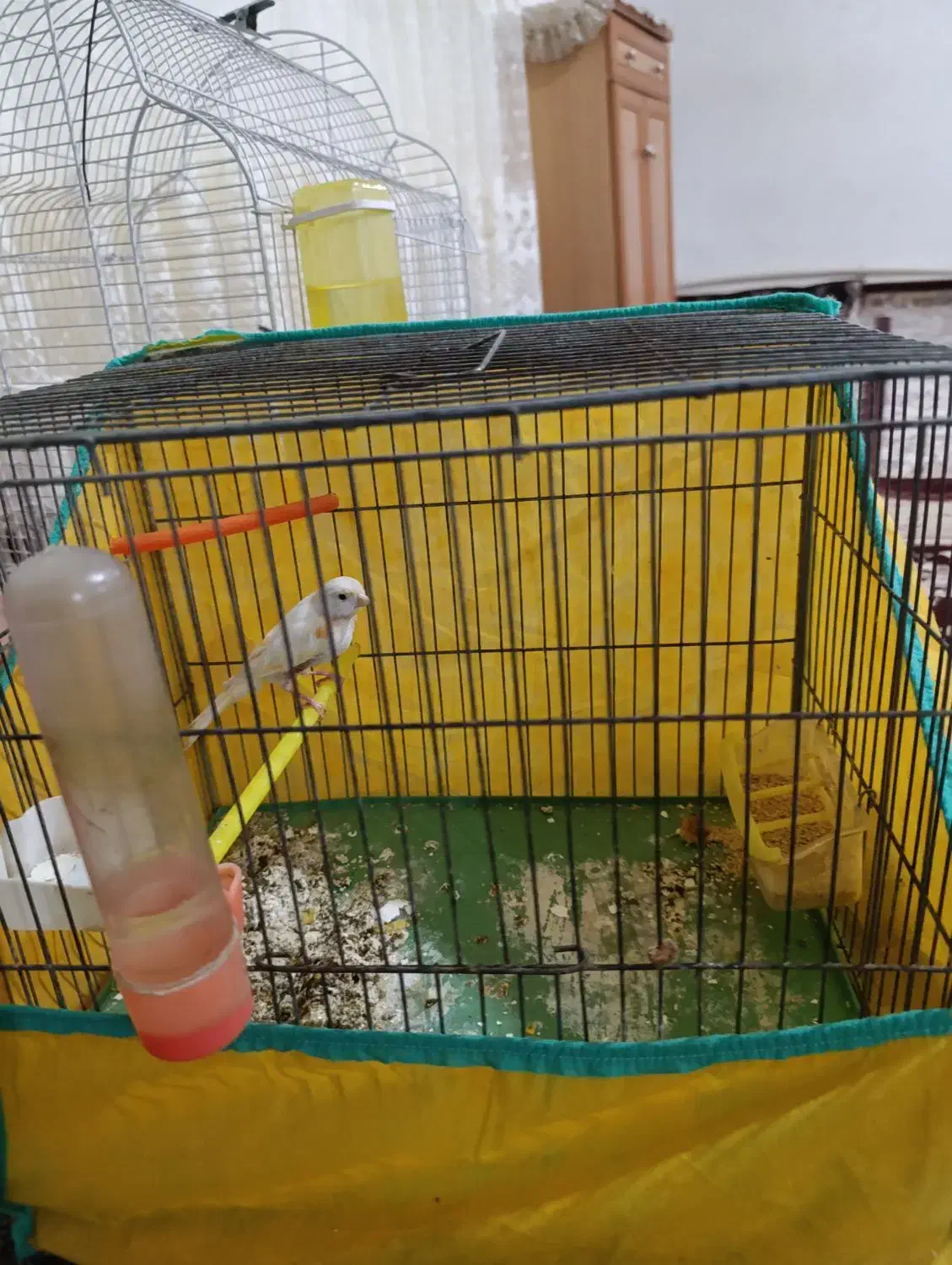 قناری نر و ماده|پرنده|ملایر, |دیوار