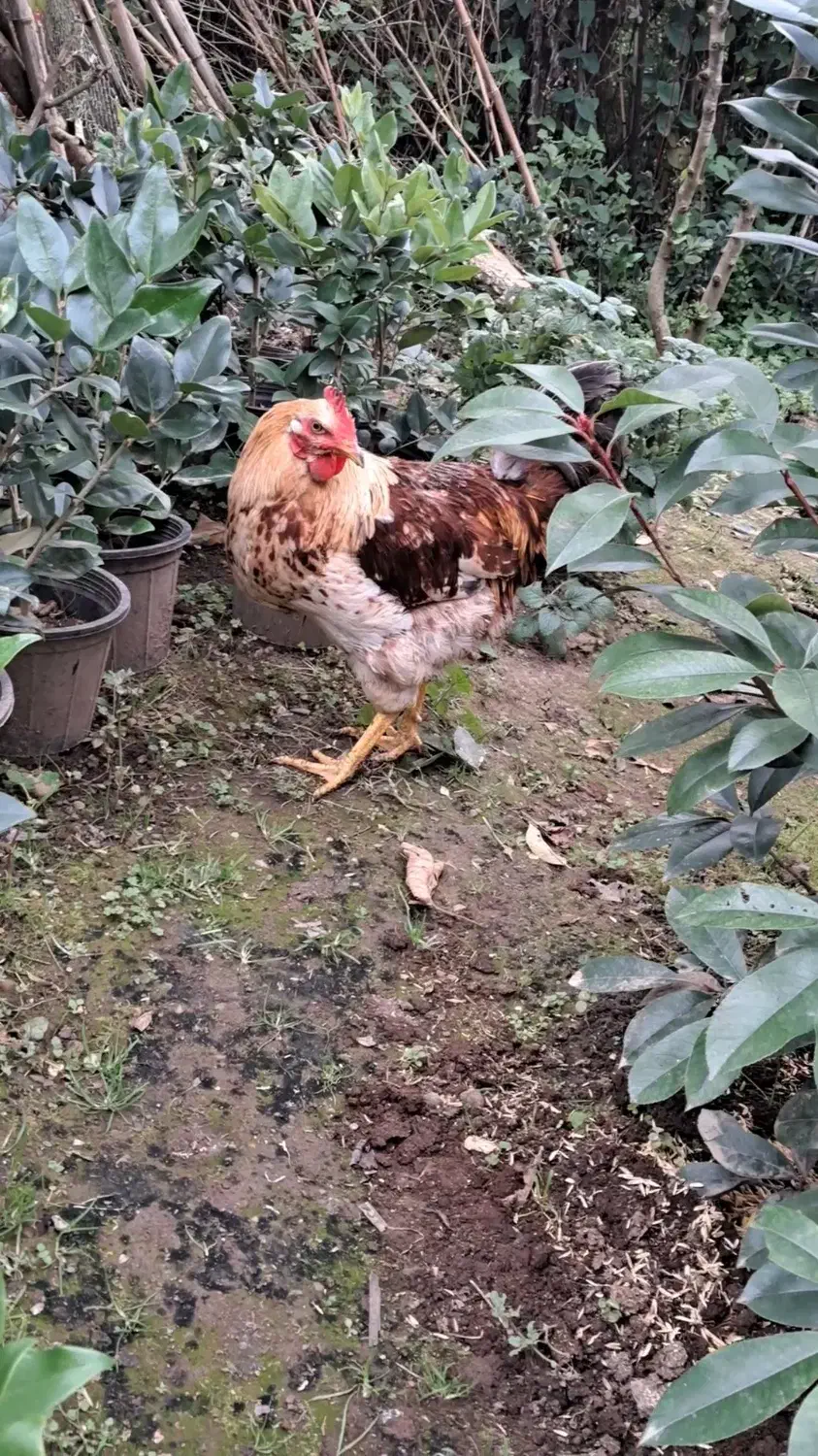 خروس محلی|حیوانات مزرعه|کلاچای, |دیوار