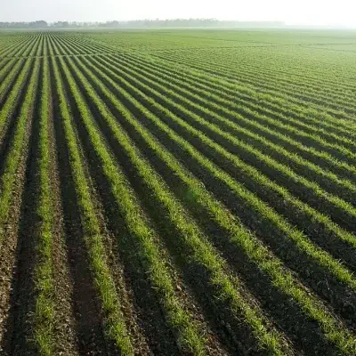 زمین قطره بارانی کشاورزی|فروش زمین و ملک کلنگی|قصرشیرین, |دیوار