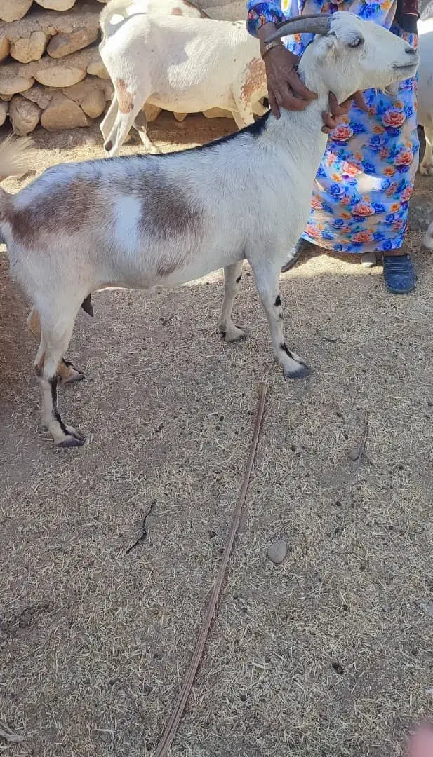 بز چاق|حیوانات مزرعه|مهران (هرمزگان), |دیوار