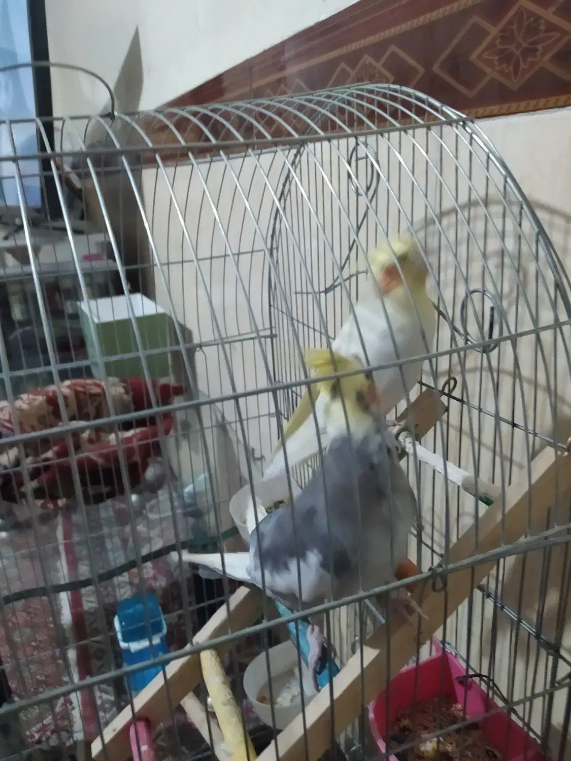 عروس هلندی|پرنده|شهریار, شهرک امیریه|دیوار