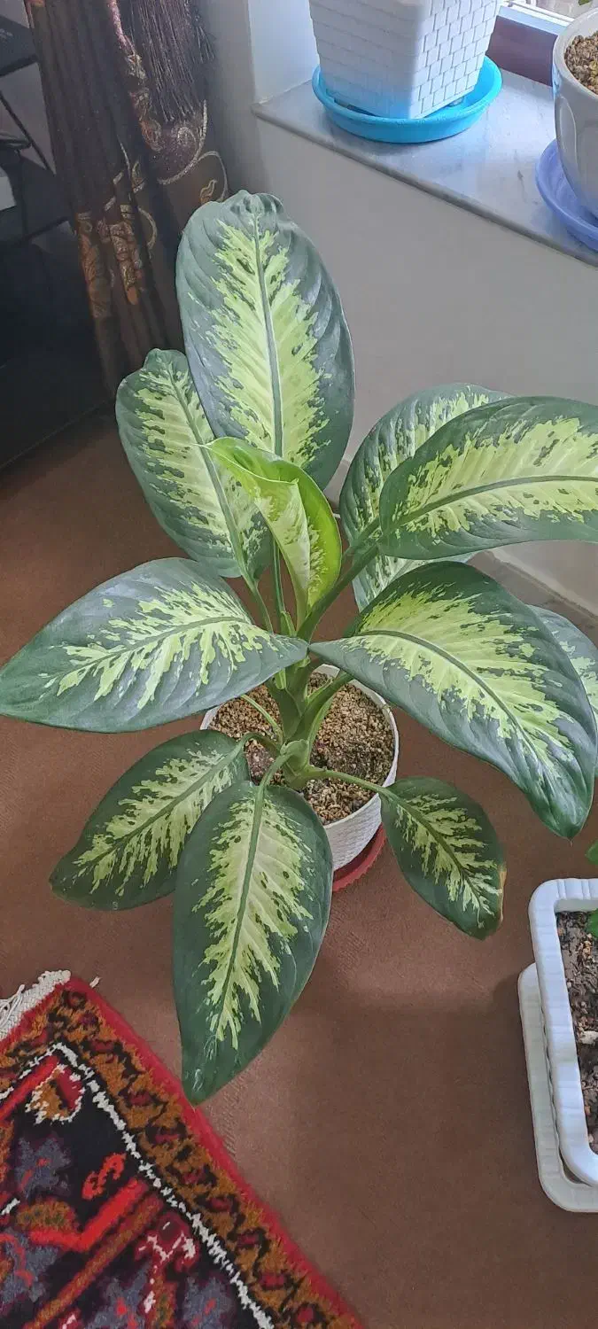 گل و آپارتمانی|گل و گیاه طبیعی|خسروشاه, |دیوار