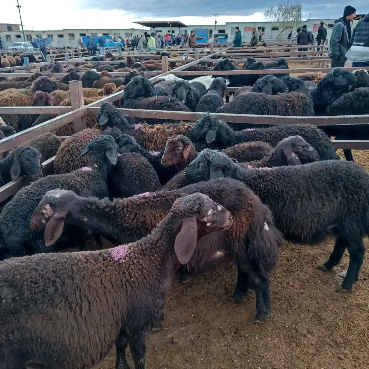 بره گوسفند قزل افشار اصل زنجان|حیوانات مزرعه|شیراز, باغ تخت|دیوار