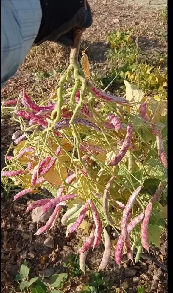 چیتی درشت محصول امسال کشاورز|خوردنی و آشامیدنی|میانه, |دیوار