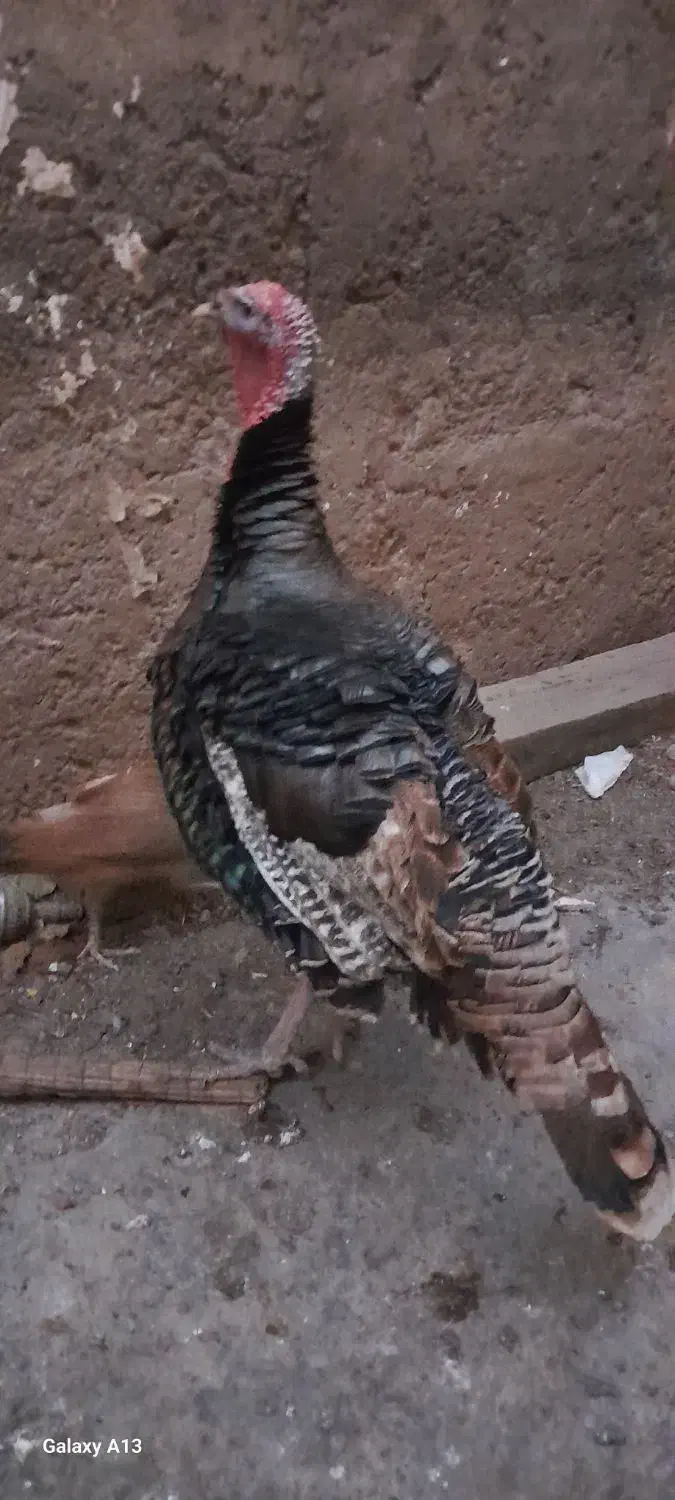 مرغ|حیوانات مزرعه|فاضل آباد, |دیوار