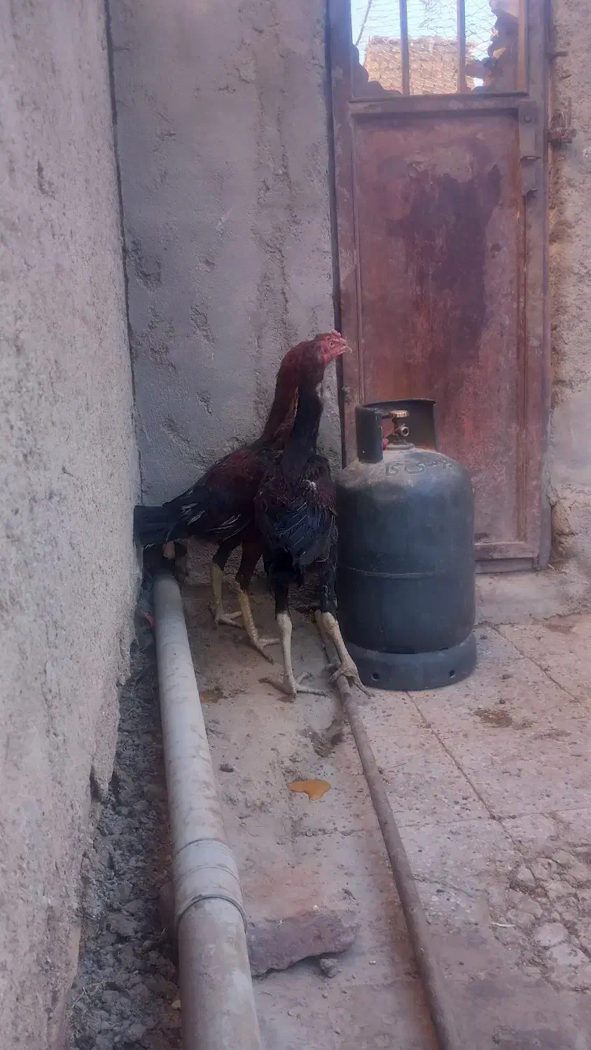 ل ا ر ی لاری  جوجه خروس لاری|حیوانات مزرعه|زاهدان, |دیوار