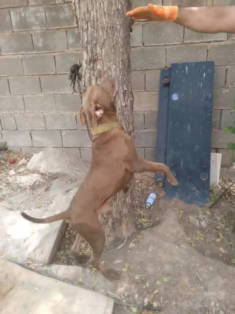 سگ پیتبول|سگ|امیدیه, |دیوار