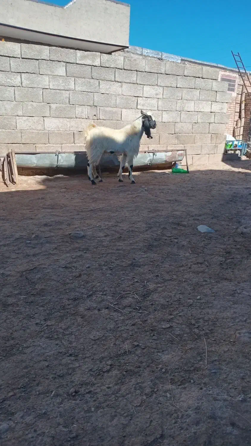 ممنونم از کار کنان عوامل دیوار|حیوانات مزرعه|اهر, |دیوار