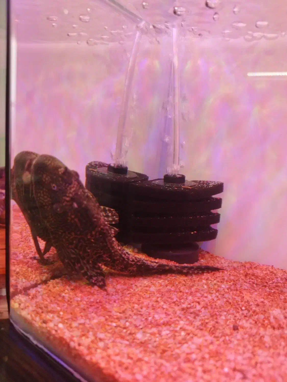 ماهی لجنخوار 20cmمعاوضه با بخاری آکواریوم|ماهی|محمدشهر, شهرک پیام (مهرالبرز)|دیوار