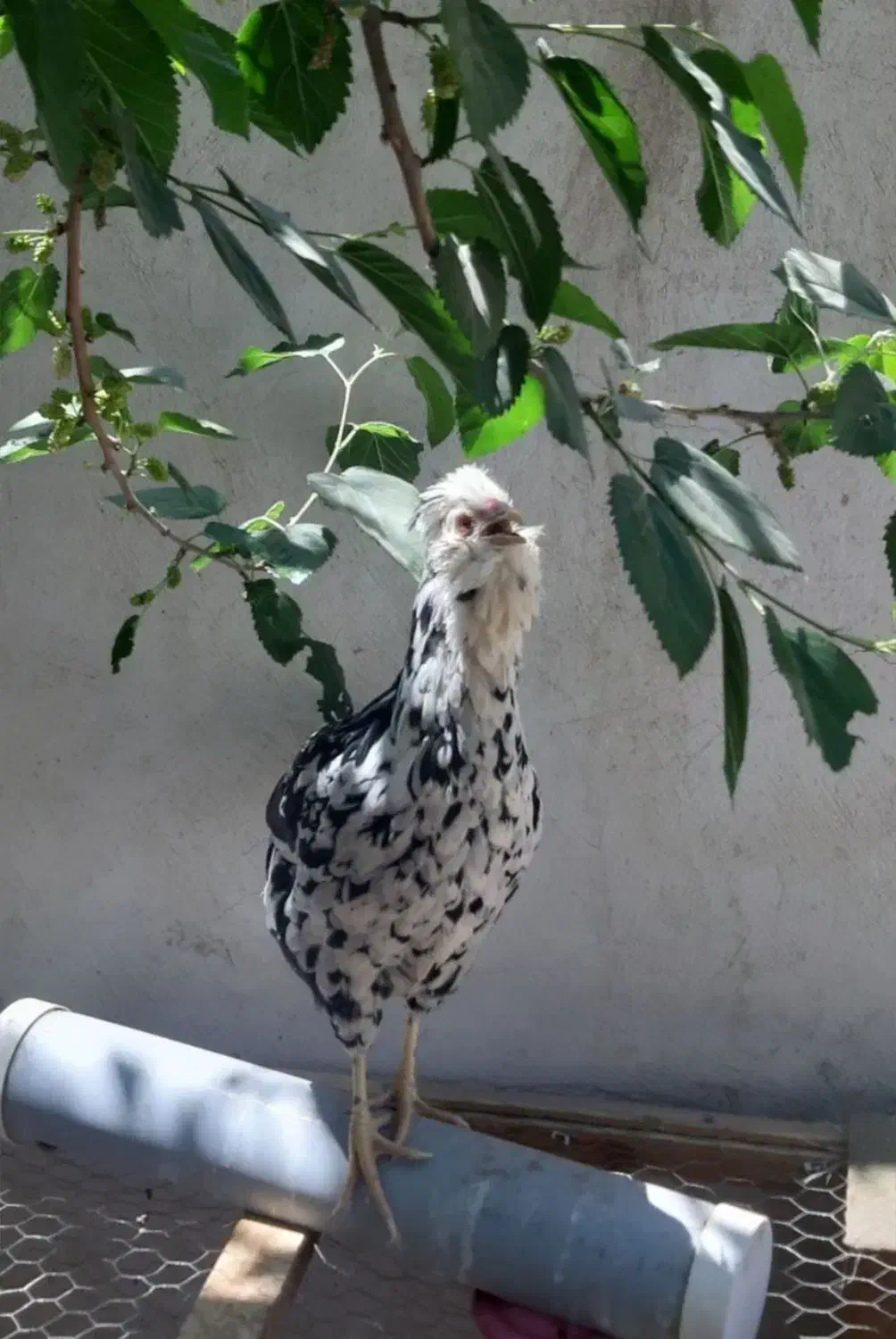 تخم مرغ و جوجه گلین ریشی چهل تاج فروشی|حیوانات مزرعه|سیرجان, |دیوار