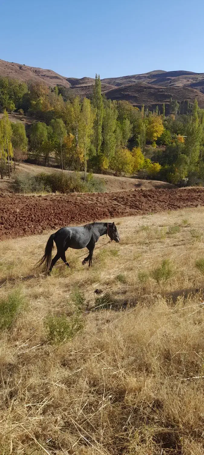 اسب|اسب و تجهیزات اسب‌سواری|خلخال, |دیوار