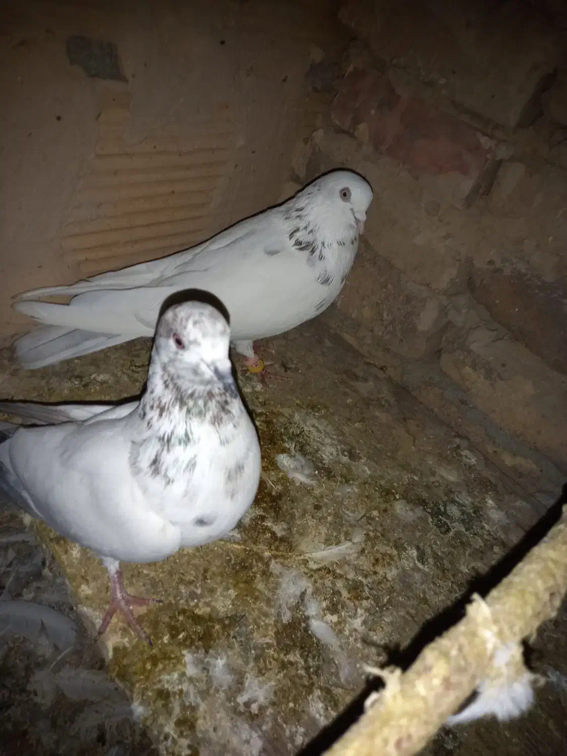 کبوتر پرشی|پرنده|پاکدشت, پاکدشت (مامازند)|دیوار