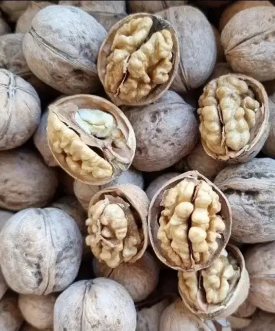 گردو|خوردنی و آشامیدنی|اهواز, دانشگاه چمران|دیوار