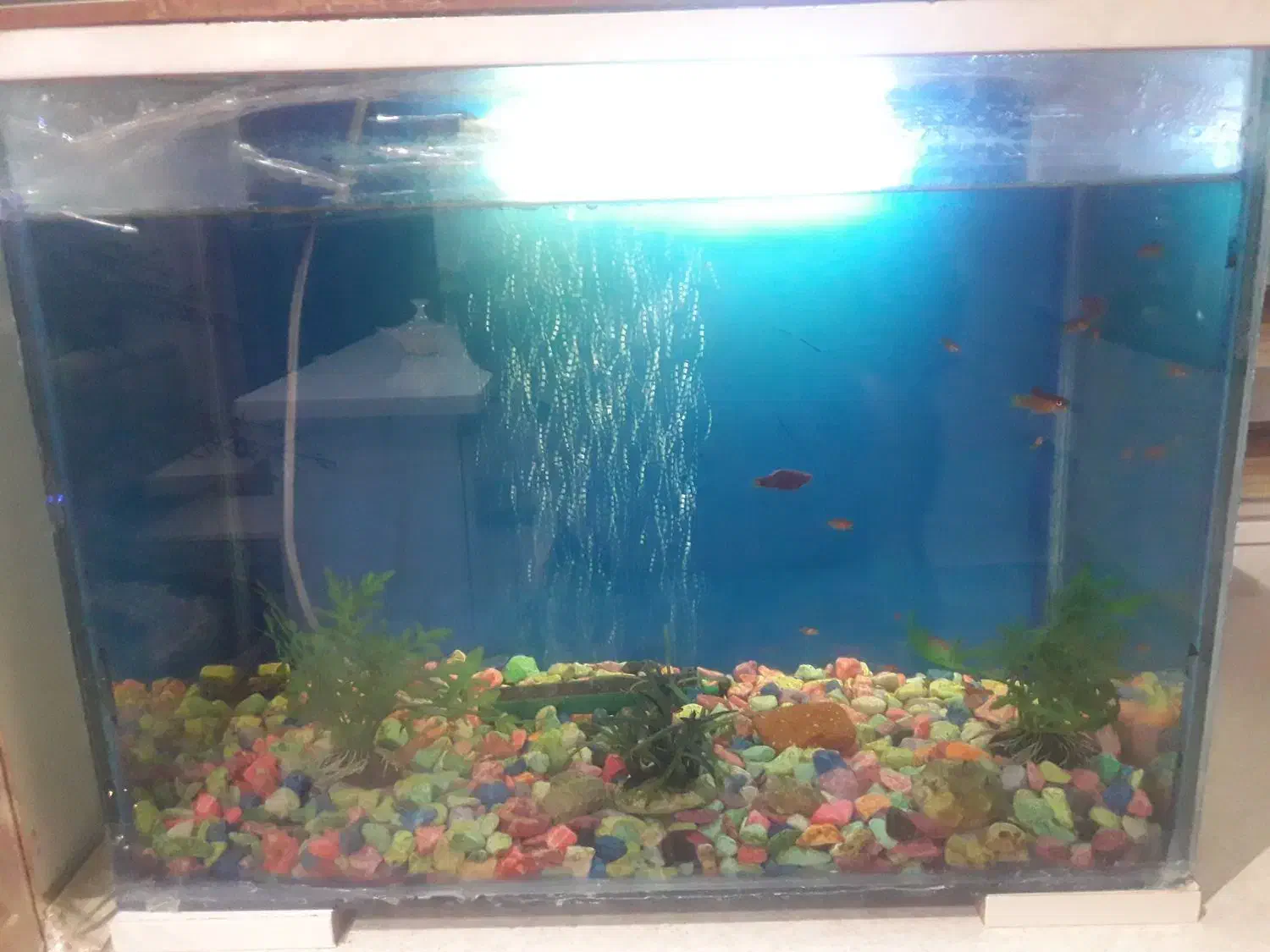 ماهی و اکواریوم|ماهی|ملایر, |دیوار