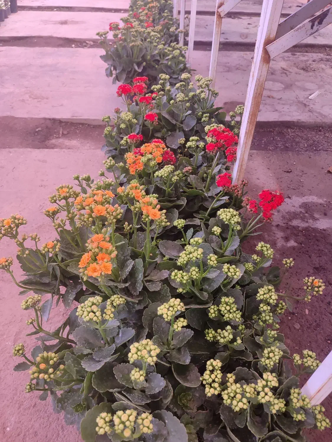 فروش گیاهان گلدار و آپارتمانی|گل و گیاه طبیعی|مشهد, شهرک صنعتی توس|دیوار