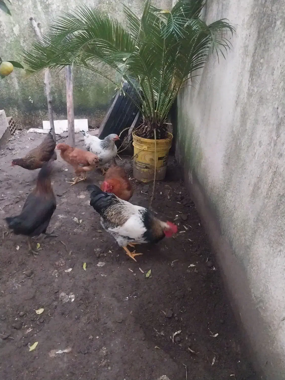 خروس جوان بالغ|حیوانات مزرعه|لاهیجان, شهرک سلمان فارسی|دیوار