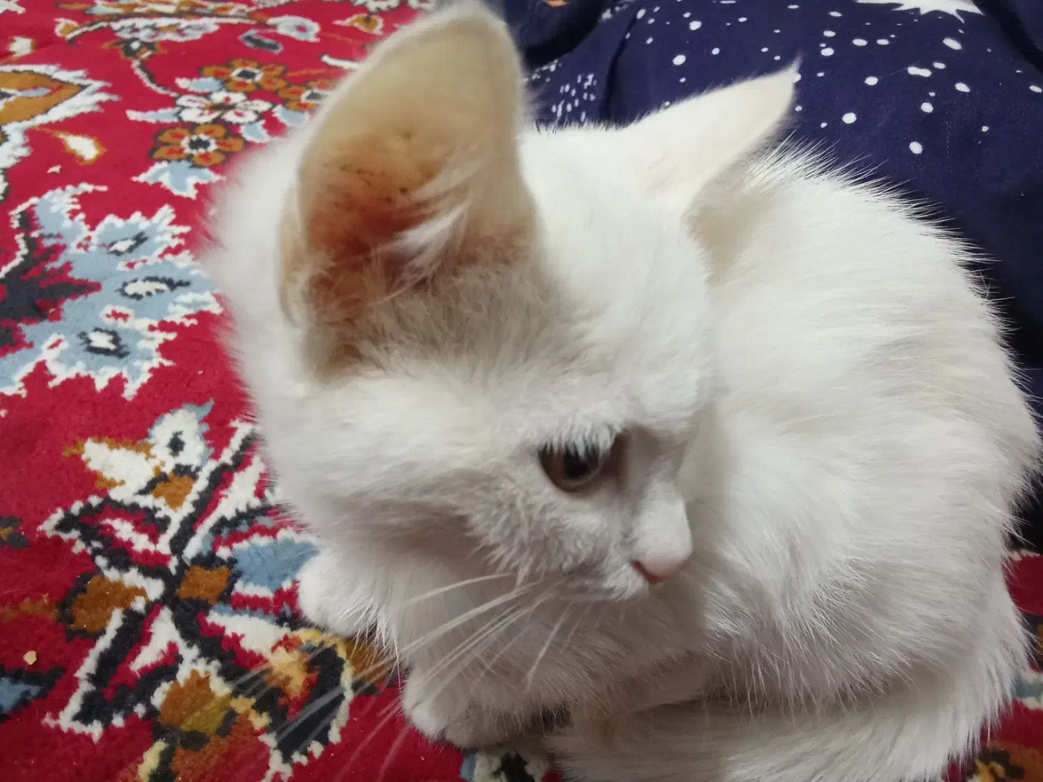 بتچه گربه سفید|گربه|قم, نیروگاه|دیوار