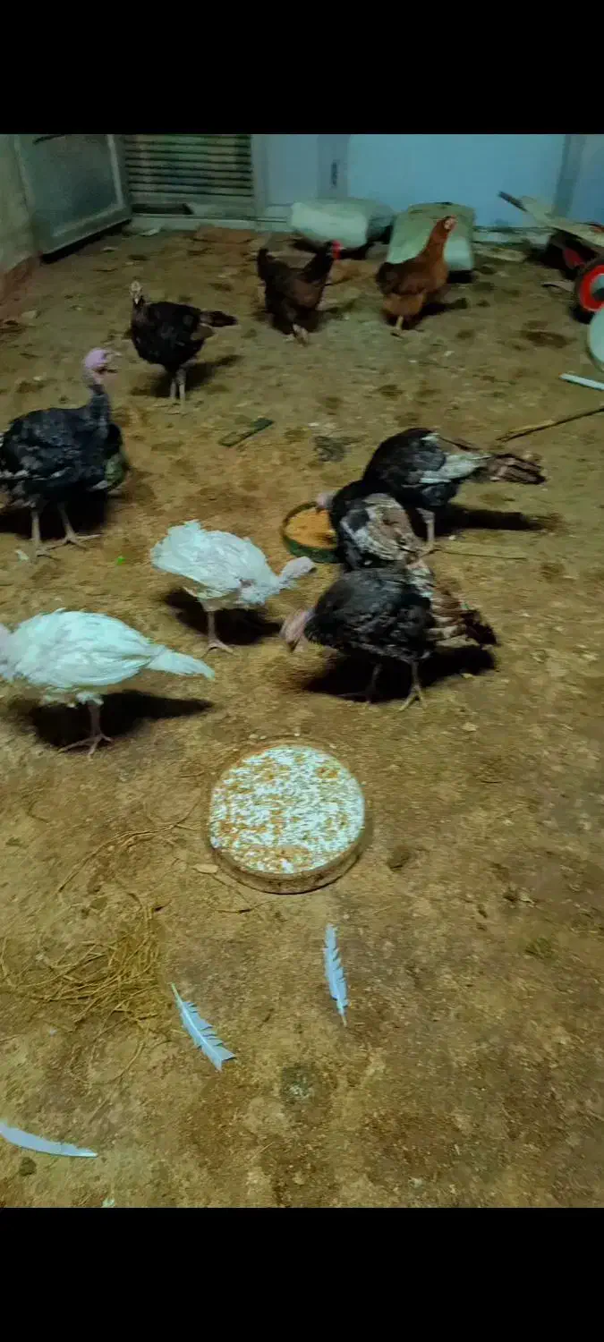 هشت عدد بوقلمون|حیوانات مزرعه|دزفول, |دیوار