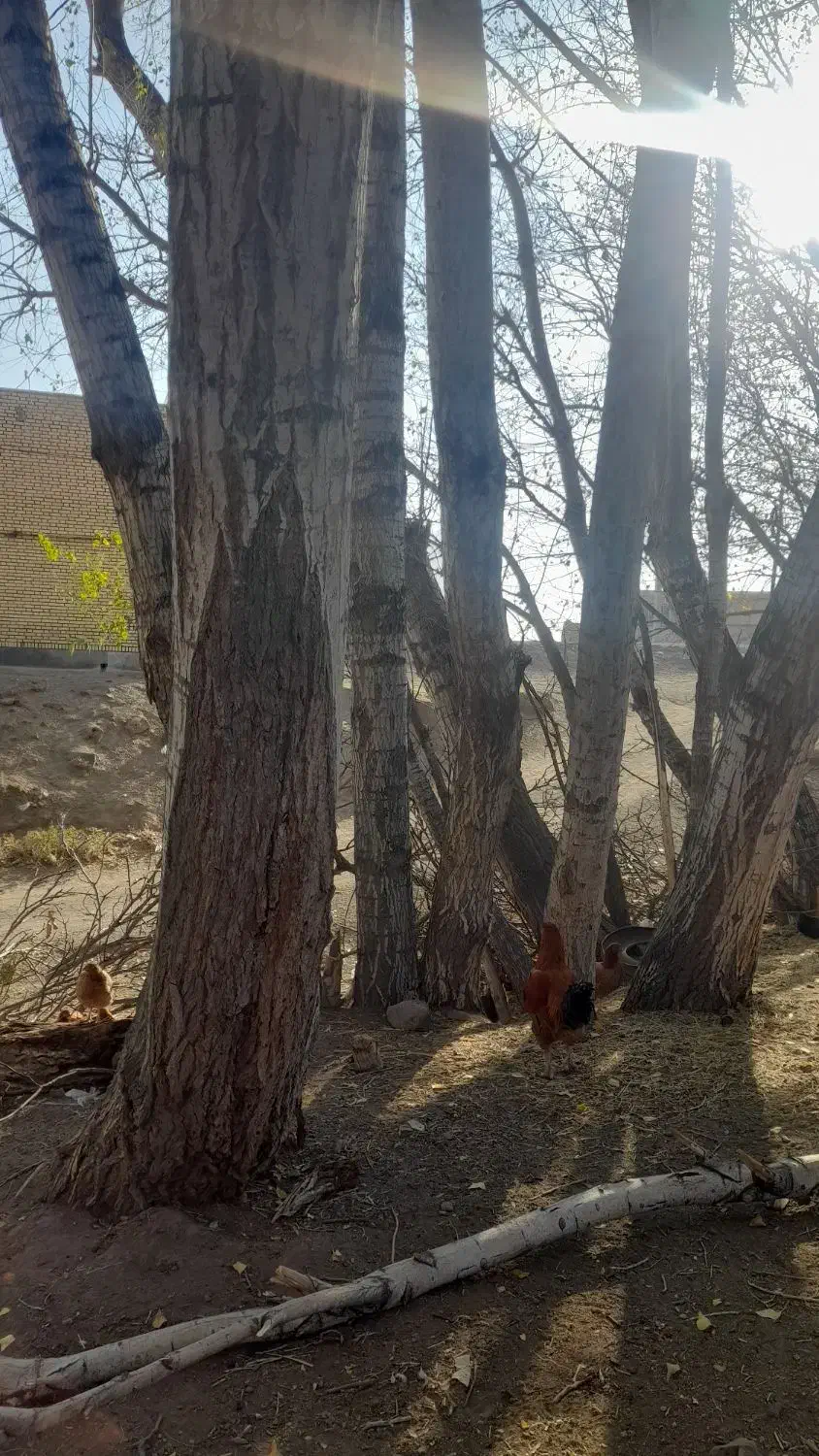 قلمه|گل و گیاه طبیعی|ارشق, |دیوار