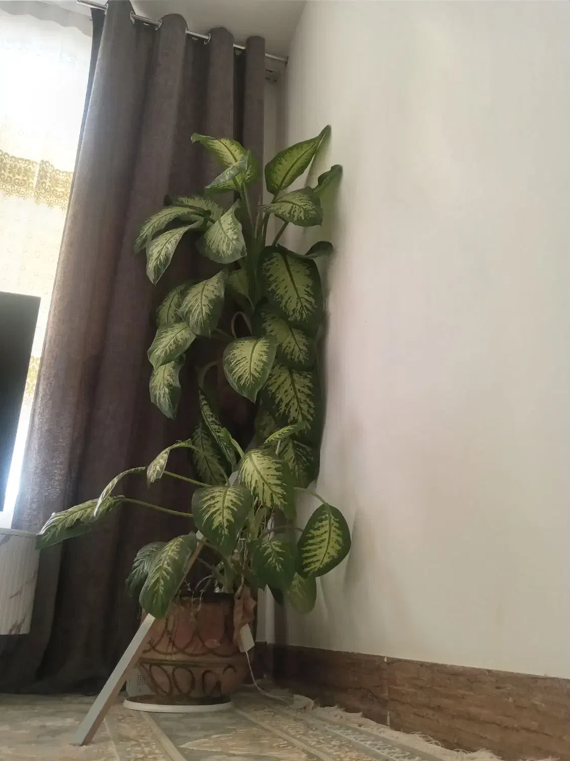 دیفن آپارتمانی سالم وخوشگل|گل و گیاه طبیعی|زاغه, |دیوار