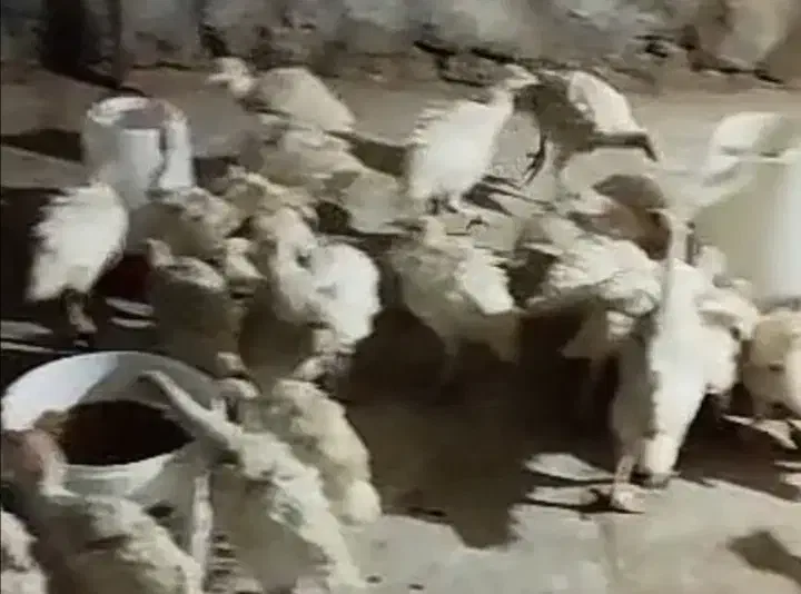 جوجه بقلمو و جوجه مرغ محلی|حیوانات مزرعه|داراب, |دیوار