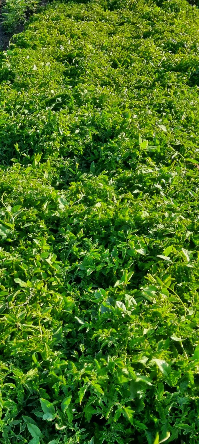 نشا|خدمات باغبانی و درختکاری|ارومیه, |دیوار