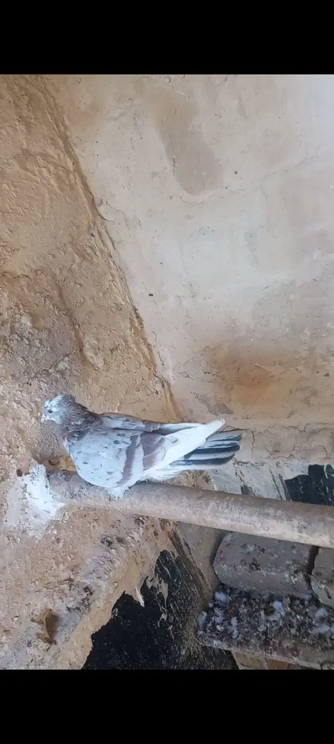 کبوتر پرشی|پرنده|کنگاور, |دیوار