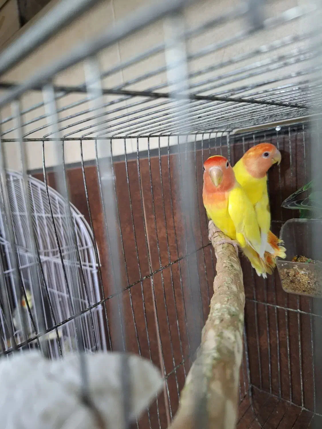 طوطی برزیلی جفت|پرنده|قزوین, |دیوار