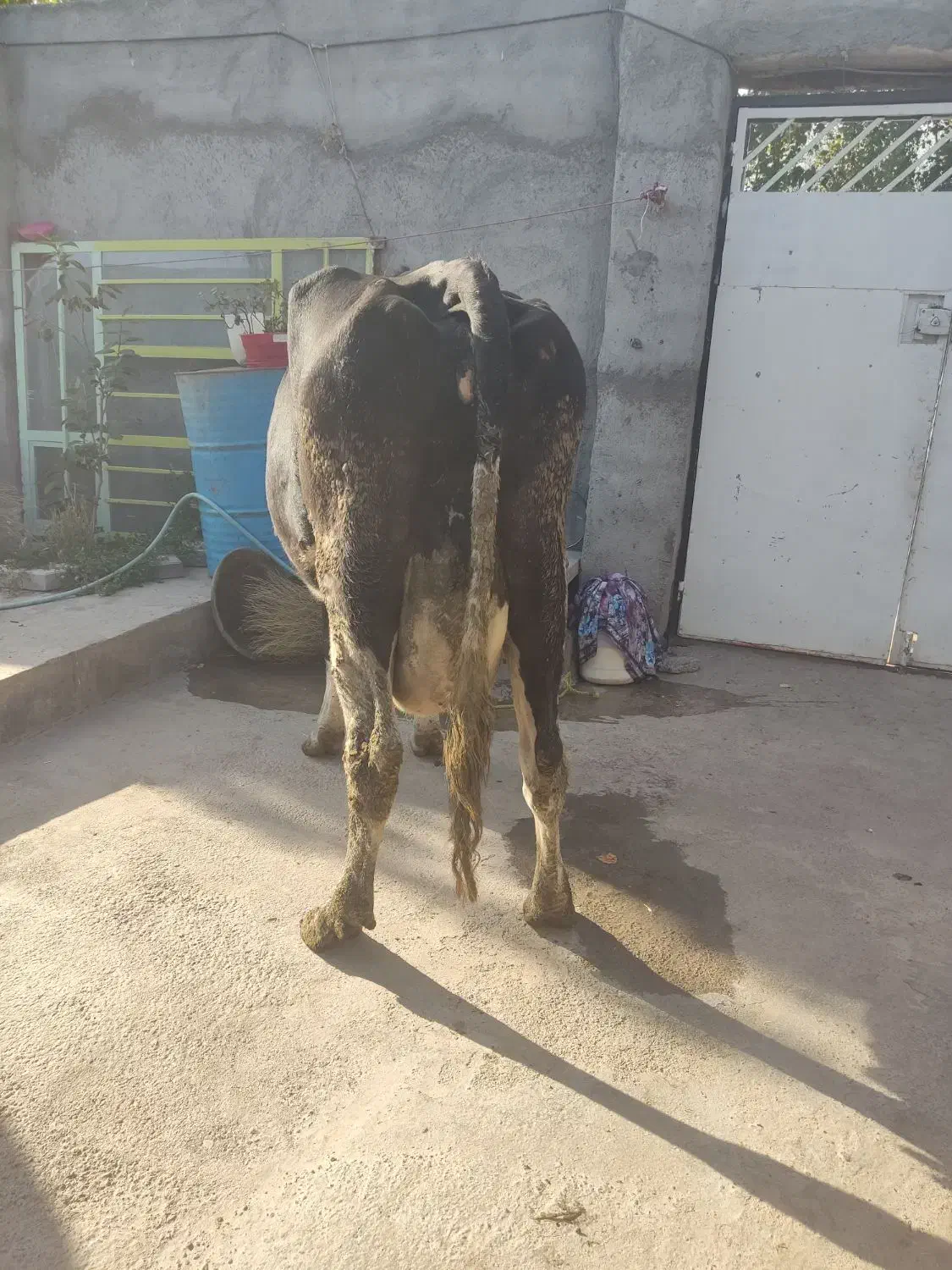 فروش گاو|حیوانات مزرعه|خوی, |دیوار