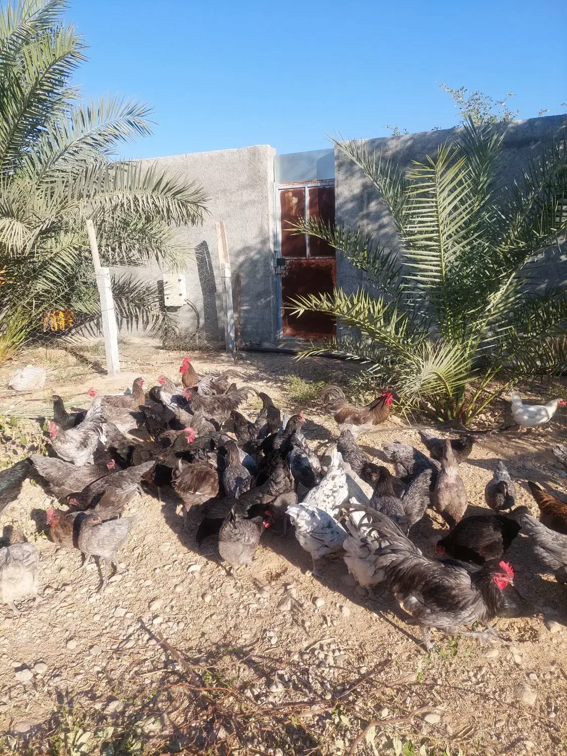 تخم مرغ استرالوپ|حیوانات مزرعه|شیراز, آبیاری|دیوار