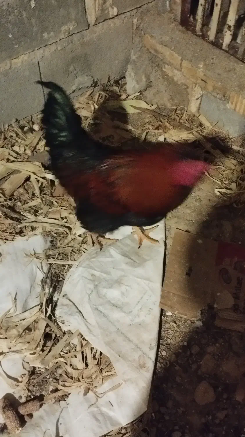 خروس جوان|حیوانات مزرعه|اقلید, |دیوار