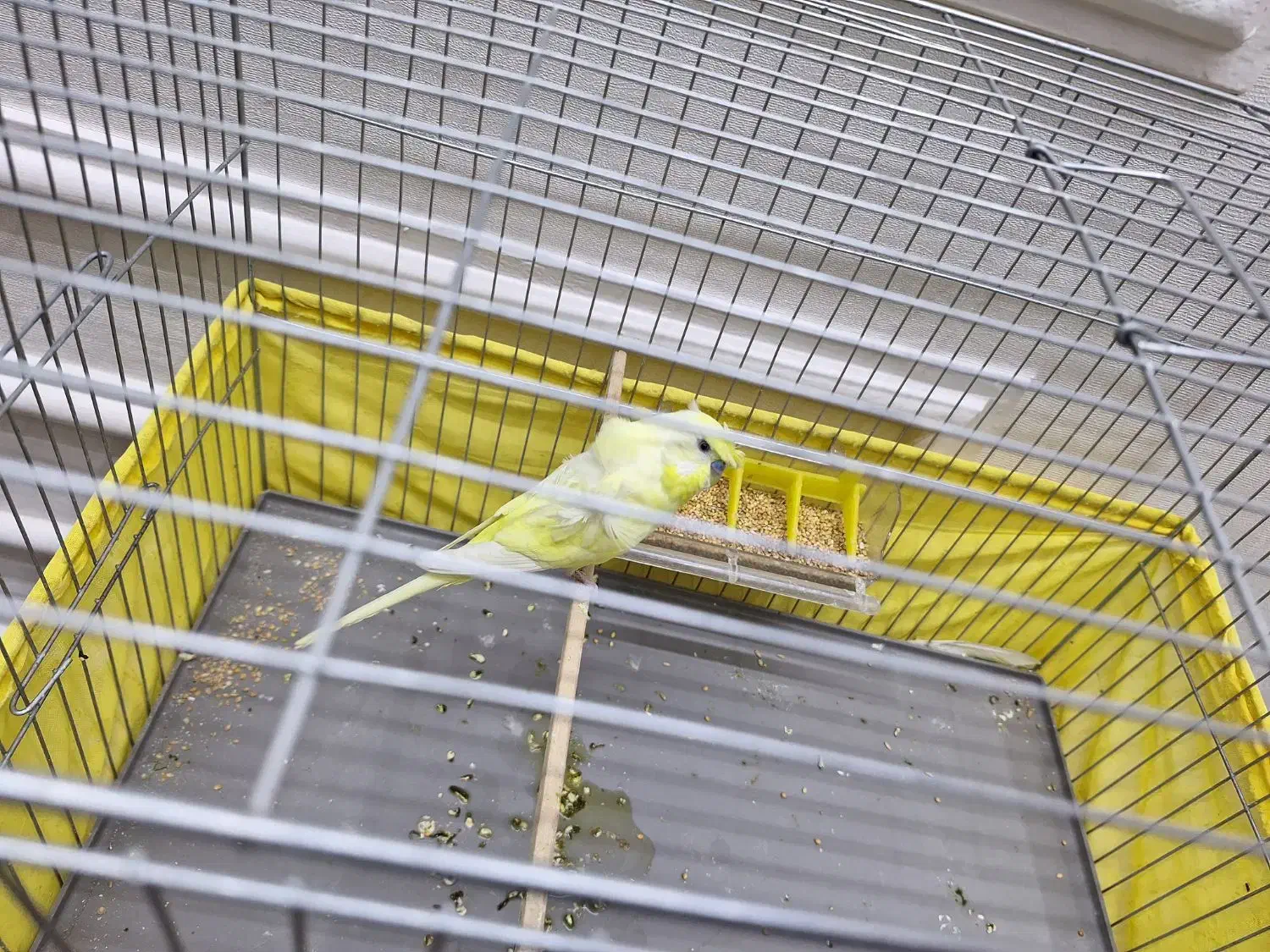 مرغ عشق  پروانه ای نر|پرنده|رباط‌کریم, رباط‌کریم|دیوار