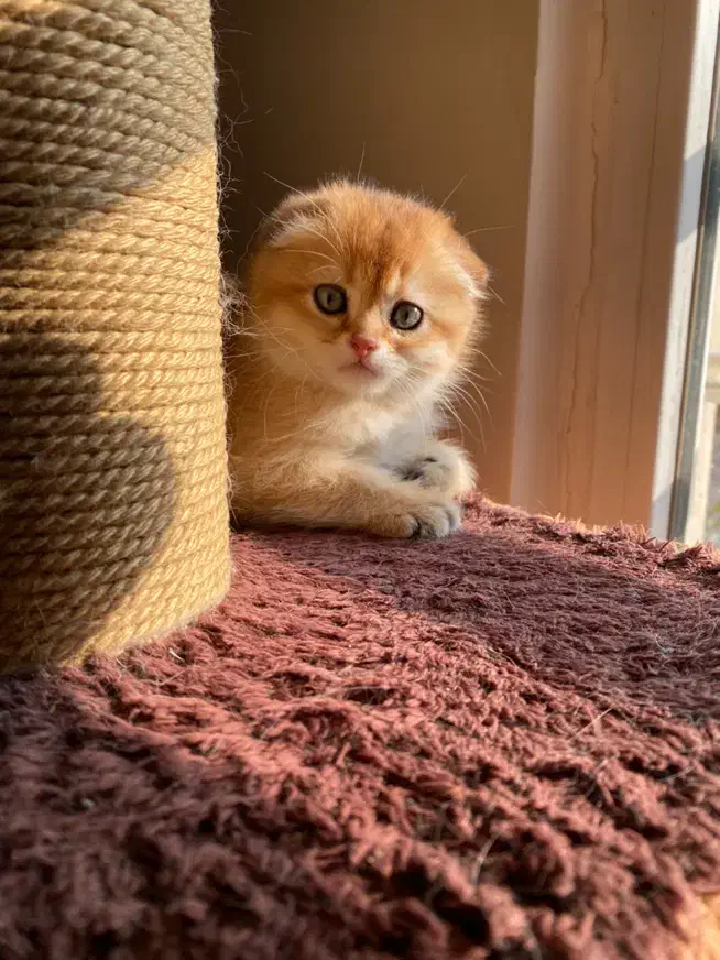 گربه اسکاتیش ماده و بریتیش نر|گربه|پردیس, فاز ۱۱|دیوار