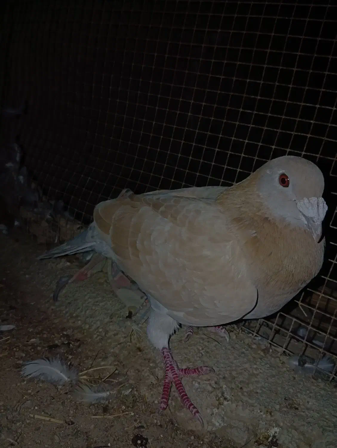 کبوتر|پرنده|سعدآباد, |دیوار