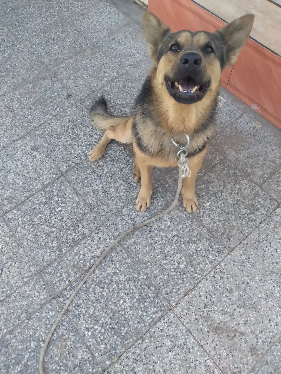 سگ ژرمن|سگ|زرند, |دیوار