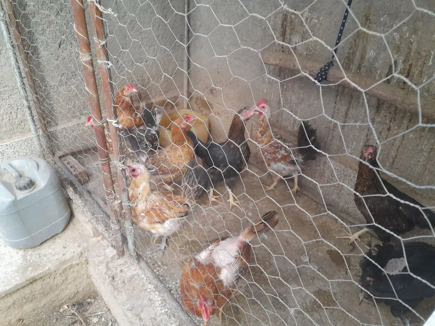 مرغ فروشی|حیوانات مزرعه|نهبندان, |دیوار