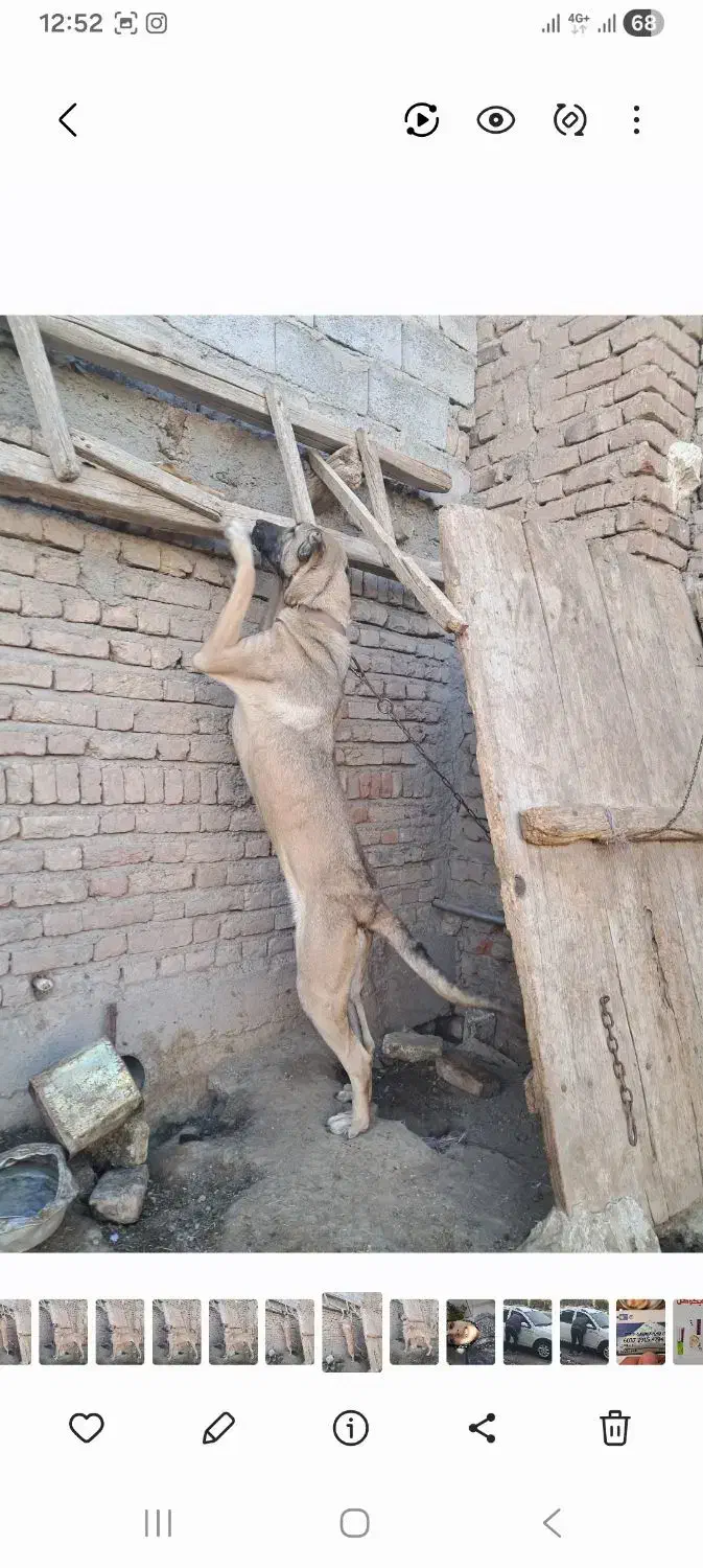 ماده سرابی اصیل|سگ|سراب, |دیوار