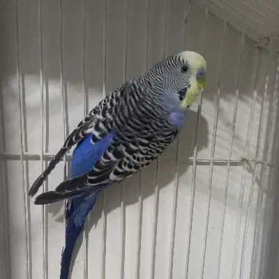 مرغ عشق انگلیسی نر رینبو|پرنده|تهران, مسعودیه|دیوار