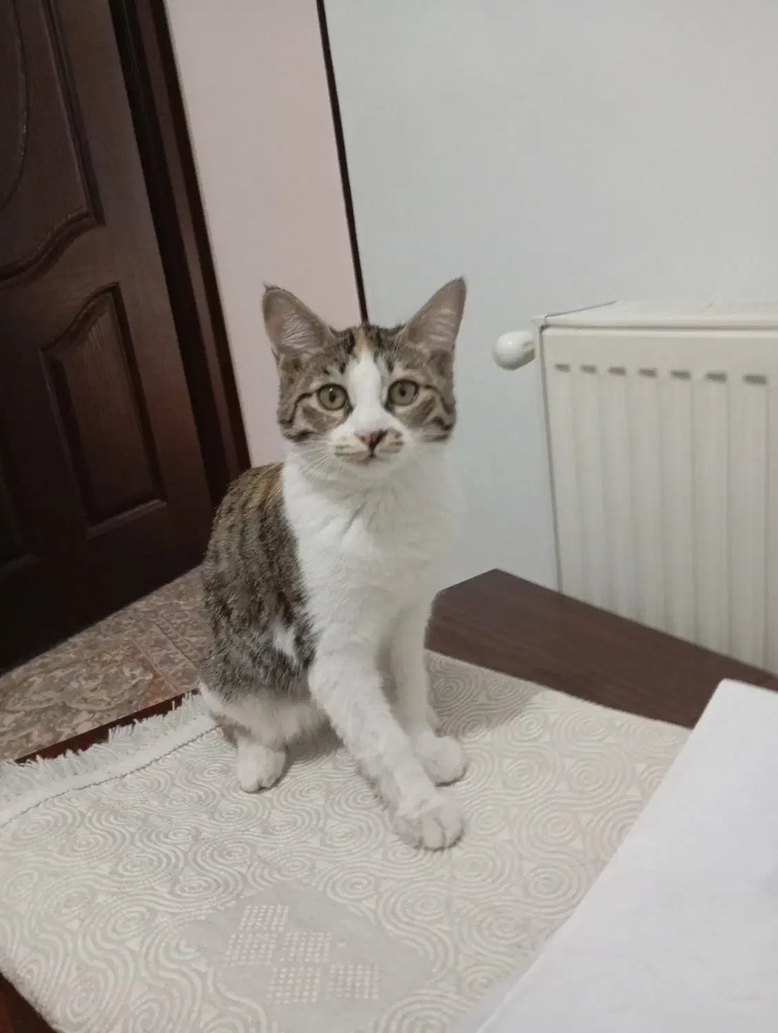 گربه ماده|گربه|قم, پردیسان|دیوار