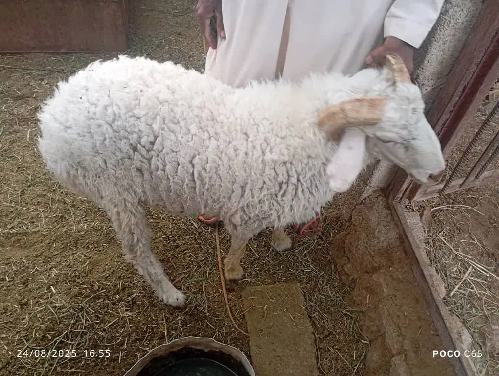 فروش دو عدد گوراند     مهرستان|حیوانات مزرعه|مهرستان, |دیوار