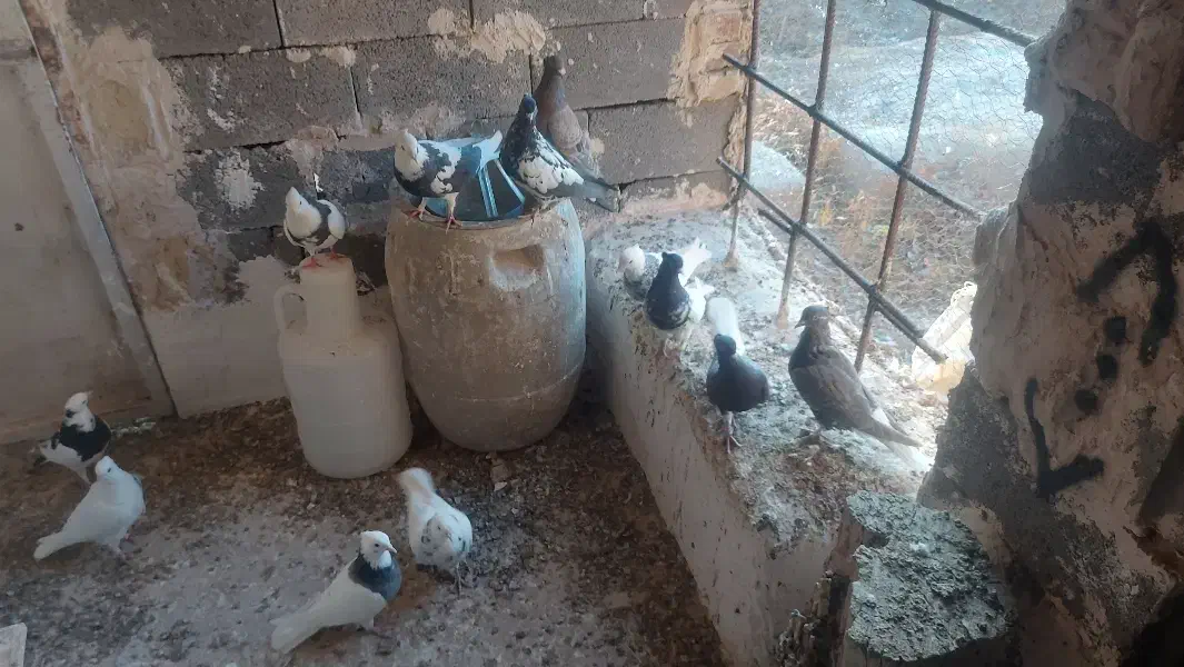 تعدادی رنگه فروش فوری یکجا جوانه و مولد|پرنده|فردوس (خراسان), |دیوار