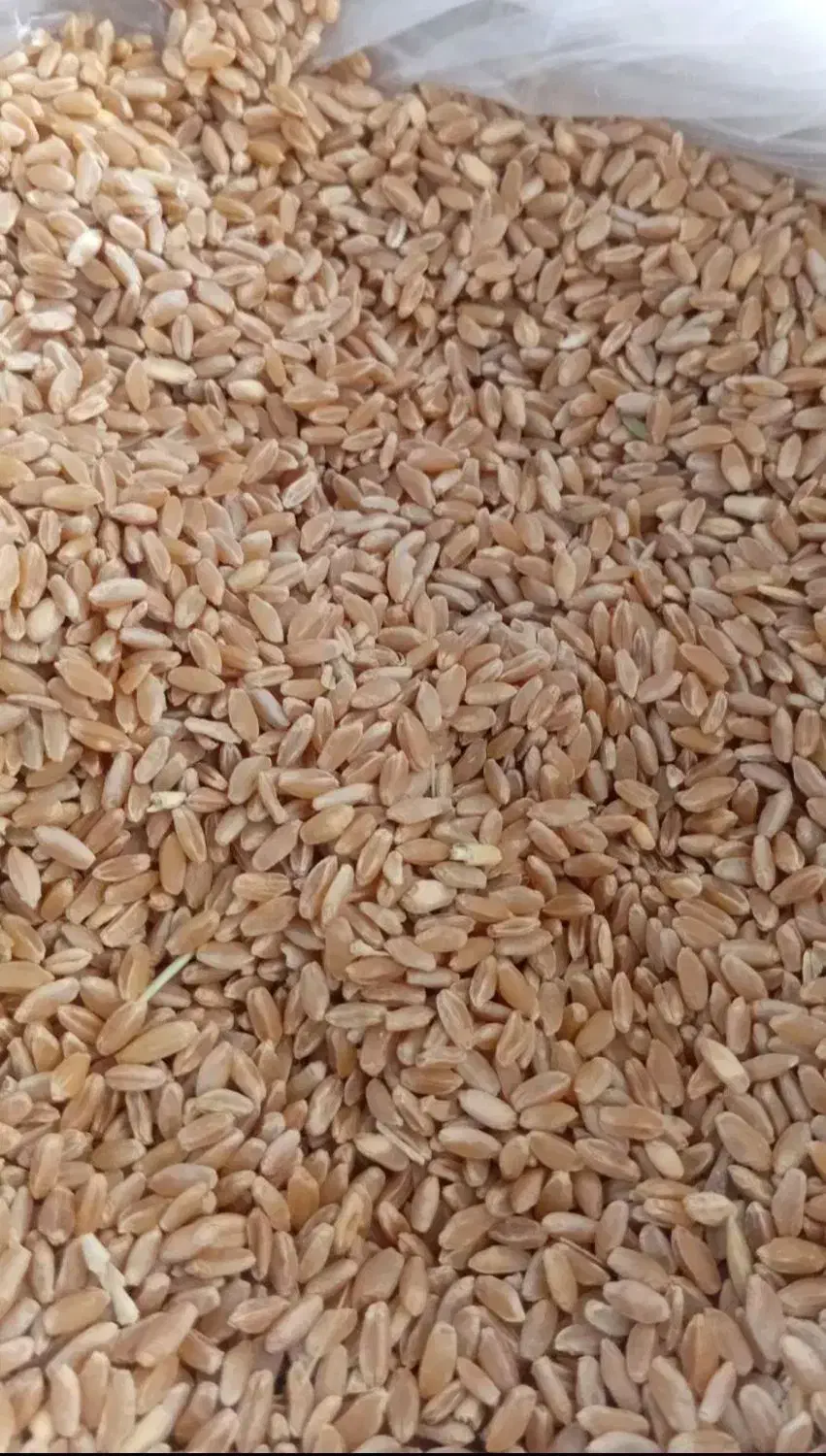 گندم تمیز|لوازم جانبی حیوانات|ایوان, |دیوار