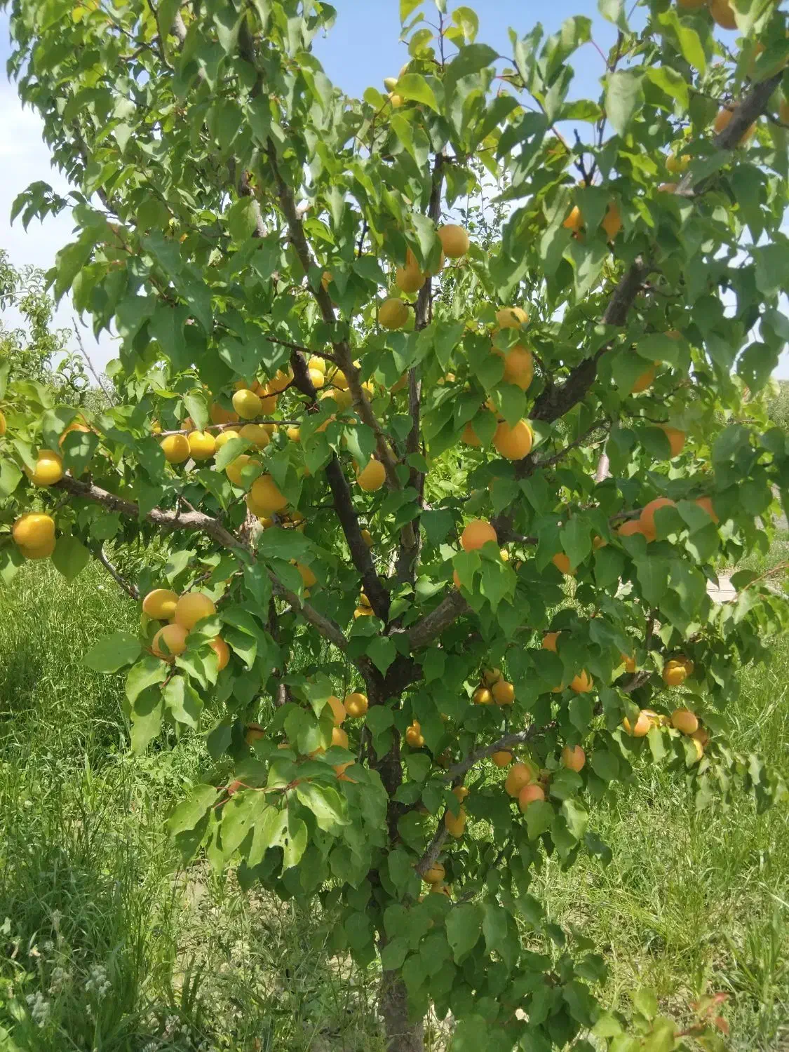 خریدار حیاط در گلبهار 1/۵ میلیارد نقدی وباغ|پیشفروش املاک|چناران, |دیوار