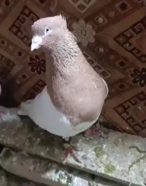 پرنده کله زرد|پرنده|خرمآباد, |دیوار