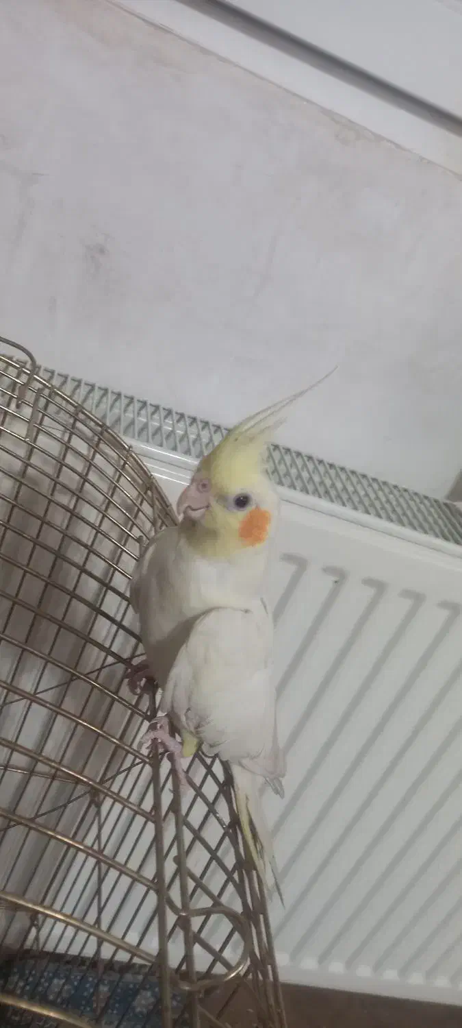 عروس هلندی|پرنده|ملایر, |دیوار